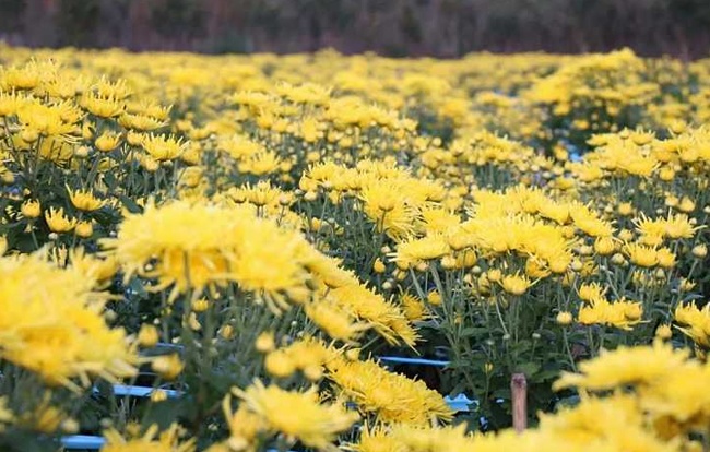 菊花烘干