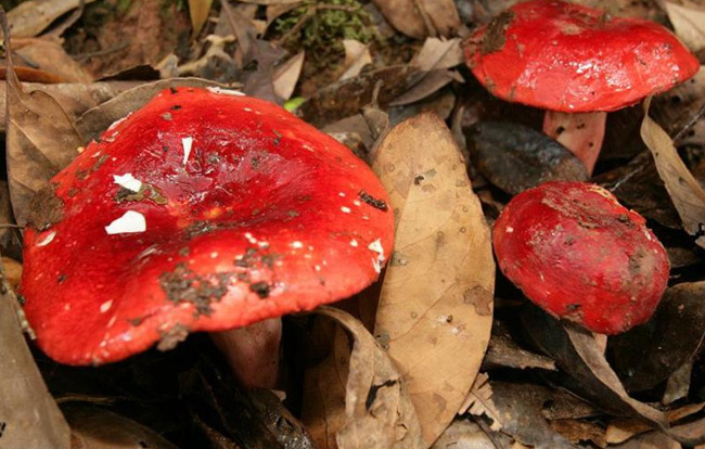 野生紅蘑菇