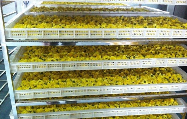 菊花烘干