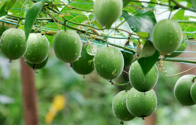 羅漢果