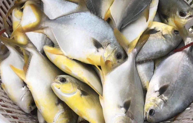 金鯧魚