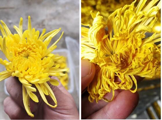  廣東瑞星烘干熱泵，頂級(jí)金絲皇菊的締造者