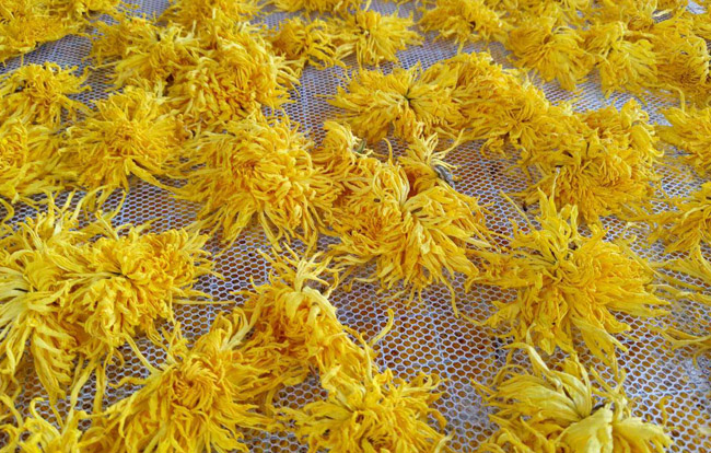 皇菊