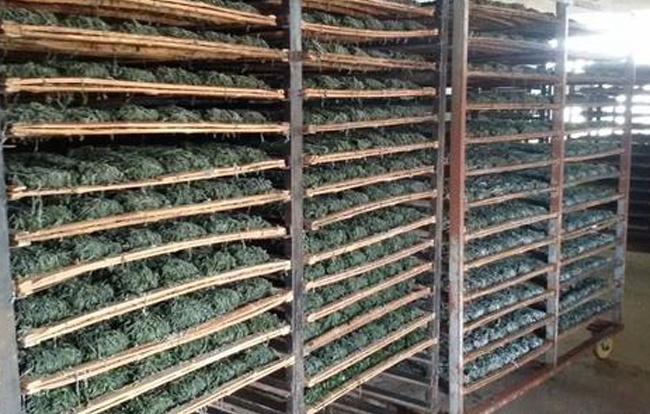 海帶絲烘干