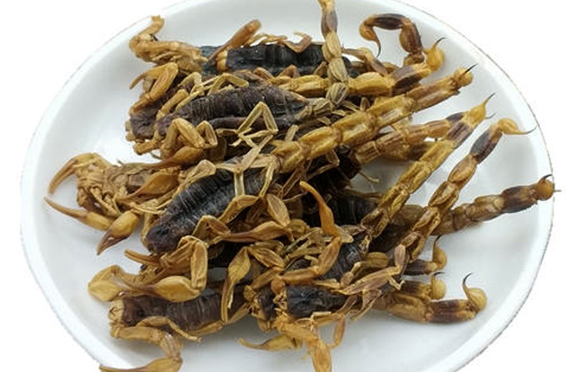 蝎子烘干