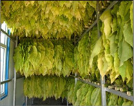 瑞星高科助力煙草烘干業(yè)完成“工業(yè)革命”！