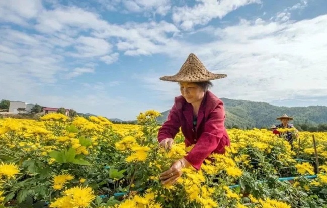 菊花