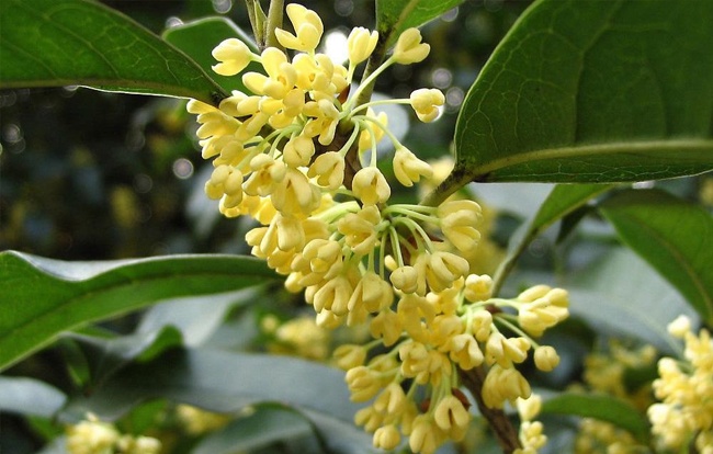 桂花