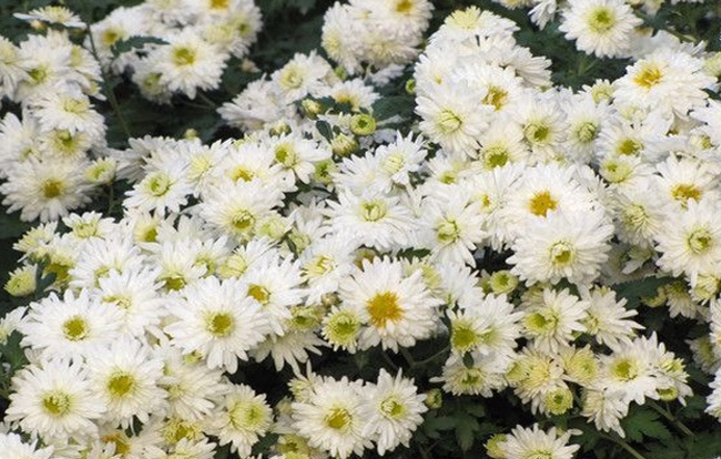 白菊