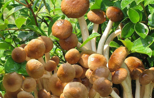 茶樹(shù)菇