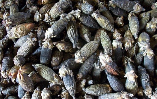 烘干后的檳榔