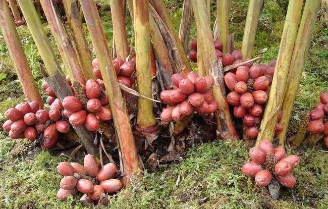 草果烘干工藝