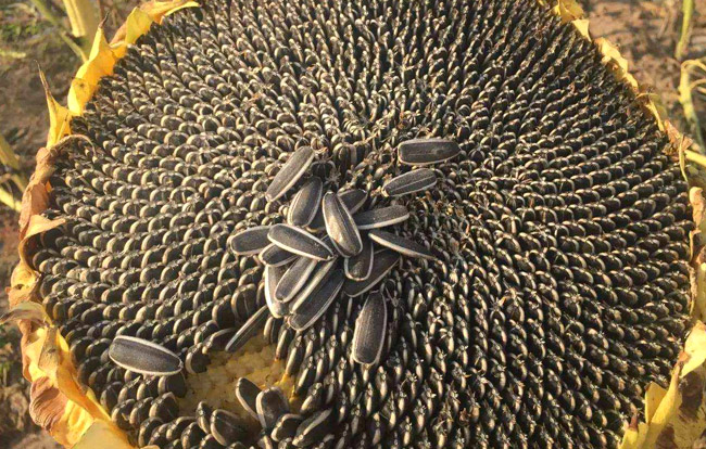 葵花籽