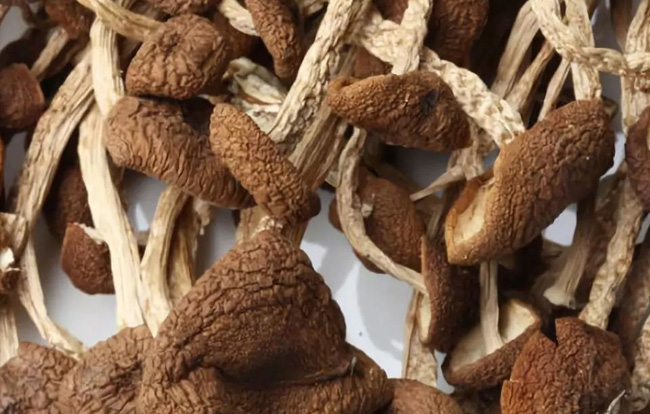 茶樹(shù)菇