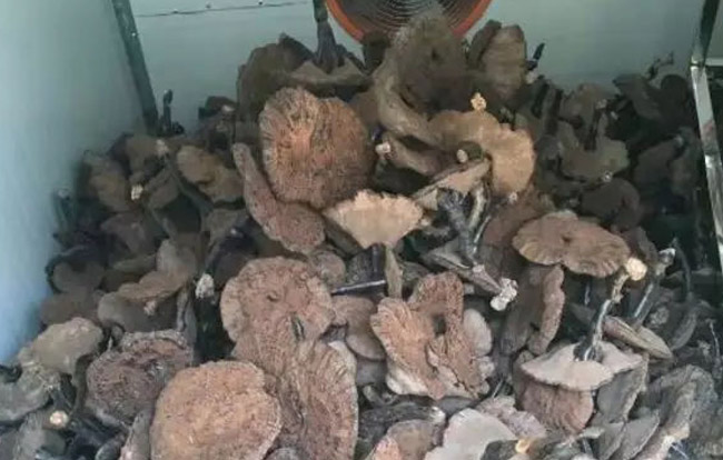 靈芝烘干工藝