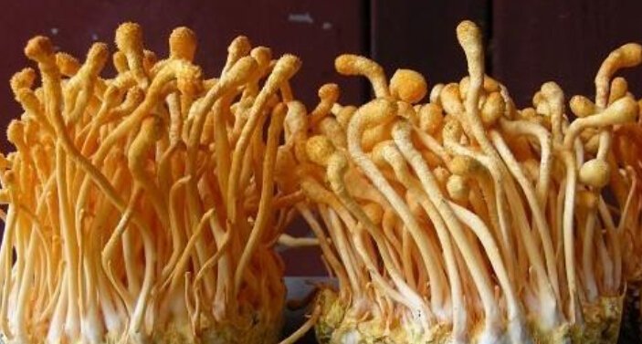 蟲草花烘干工藝